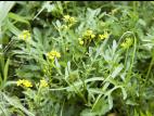 Rorippe sylvestre (Rorippa sylvestris)_6
