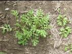 Rorippe sylvestre (Rorippa sylvestris)_7