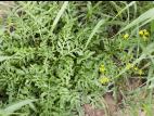 Rorippe sylvestre (Rorippa sylvestris)_8