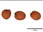 Rorippe sylvestre (Rorippa sylvestris)_11