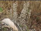 Tabouret des champs (Thlaspi arvense)_15