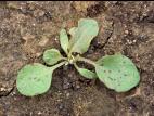 Patience crépue (Rumex crispus)_2