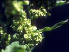 Patience crépue (Rumex crispus)_8