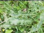 Patience crépue (Rumex crispus)_10