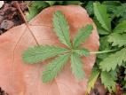 Potentille dressée (Potentilla recta)_2