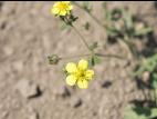 Potentille dressée (Potentilla recta)_5