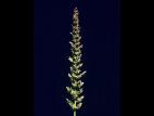 Sétaire verticillée (Setaria verticillata)_2