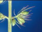 Sétaire verticillée (Setaria verticillata)_4