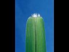 Sétaire verticillée (Setaria verticillata)_5
