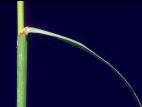 Sétaire verticillée (Setaria verticillata)_6