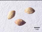 Sétaire verticillée (Setaria verticillata)_7