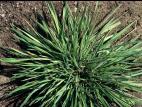 Agrostide blanche(Agrostis gigantea)_4