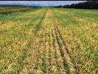 Orge - glyphosate (9)_2
