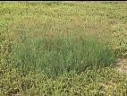 Agrostide blanche(Agrostis gigantea)_7