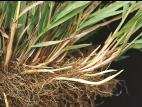 Agrostide blanche(Agrostis gigantea)_9