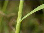 Agrostide blanche(Agrostis gigantea)_11