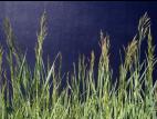 Brome inerme(Bromus inermis)_1