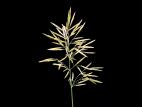 Brome inerme(Bromus inermis)_7