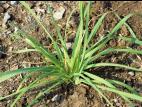 Dactyle pelotonné(Dactylis glomerata)_2
