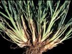 Dactyle pelotonné(Dactylis glomerata)_4