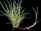 Fétuque rouge (Festuca rubra)_7