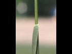 Fétuque rouge (Festuca rubra)_11