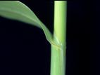 Fléole des prés (Phleum pratense)_2