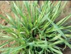 Fléole des prés (Phleum pratense)_3
