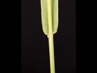 Fléole des prés (Phleum pratense)_10
