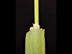 Fléole des prés (Phleum pratense)_11