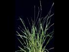 Ivraie multiflore (Lolium multiflorum)_3