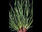 Ivraie multiflore (Lolium multiflorum)_4