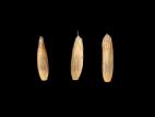 Ivraie multiflore (Lolium multiflorum)_12
