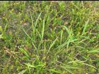 Léersie faux-riz (Leersia oryzoides)_8