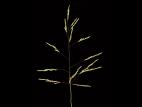 Léersie faux-riz (Leersia oryzoides)_15