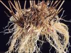 Muhlenbergie feuillée (Muhlenbergia frondosa)_2