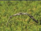 Muhlenbergie feuillée (Muhlenbergia frondosa)_8