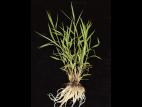 Muhlenbergie feuillée (Muhlenbergia frondosa)_9
