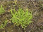 Muhlenbergie feuillée (Muhlenbergia frondosa)_11