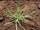 Pâturin annuel (Poa annua)_2