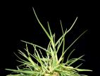Pâturin annuel (Poa annua)_3