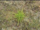 Pâturin annuel (Poa annua)_7