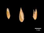 Pâturin annuel (Poa annua)_11