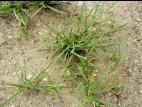 Pâturin prés (Poa pratensis)_2