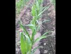 Maïs grain et fourrager - MCPA (4)_14