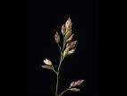Pâturin prés (Poa pratensis)_6