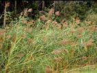 Roseau commun (Phragmites australis)_1
