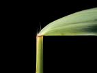 Roseau commun (Phragmites australis)_5