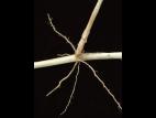 Roseau commun (Phragmites australis)_10