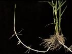 Roseau commun (Phragmites australis)_11